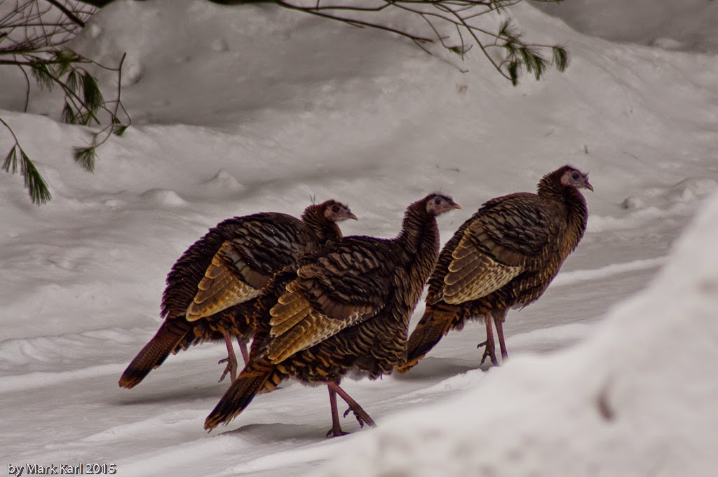 Turkey Hens in Hanover, NH February 2015